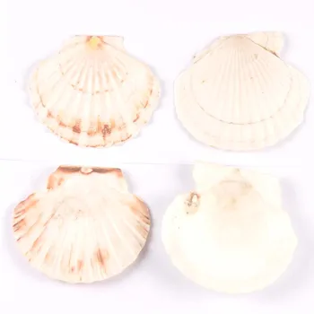 1PCS Veľká Veľkosť 11 cm mušľami Prírodné Venuša Seashell Pláži Svadobné Dekorácie Domova Tichom Ozdoby DIY Plavidlá